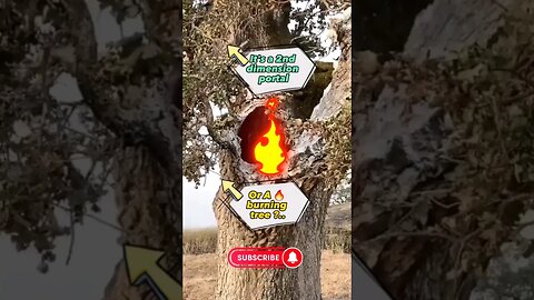 #new #transport #portal is #found #or it's a #burning #tree 😲😲