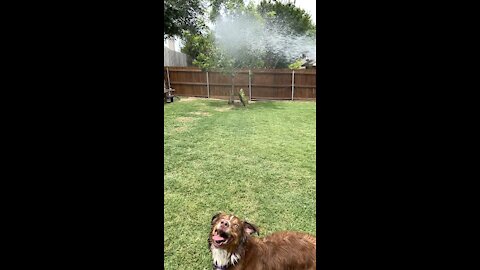 Sierra trying to get that hose