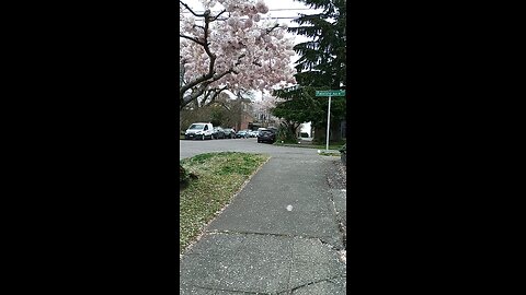 Cherry Tree Blossoms Falling