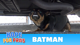Homeless Batman lived under his Batmobile until Hope For Paws came to his rescue.