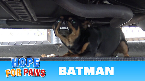 Homeless Batman lived under his Batmobile until Hope For Paws came to his rescue.