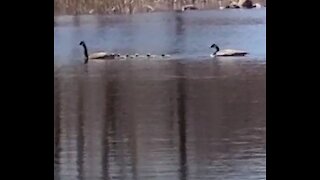 Encounter a family of geese on my daily walk