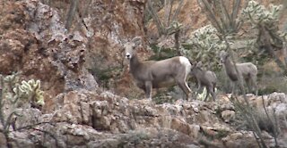 Big Horn Sheep at Box Canyon