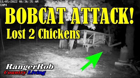 Bobcat Attack, Lost 2 Chickens, Central Oregon (CRR)