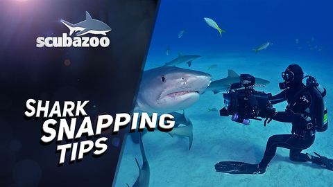 Shark Week: How to photograph a shark