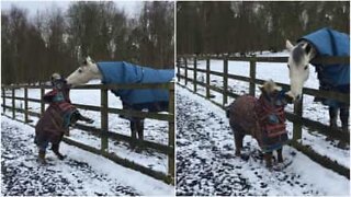 Mini cavalo sem medo de brincar com os meninos grandes