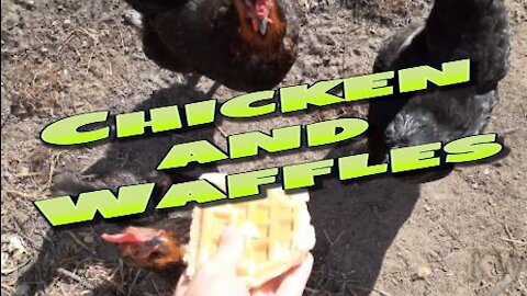 The Chickens Get A Waffle Treat.