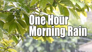 Relaxing Music | One Hour Morning Rain Sounds(With Birds)