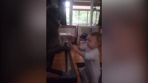 Tot Girl Taunts And Pokes At A Cat But The Cat Strikes Back