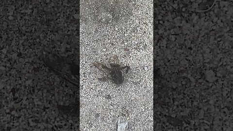 Ant On Cicada Carcass