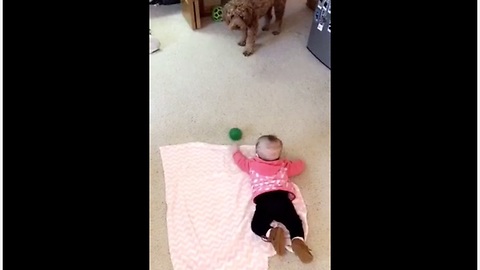 Dog tries to teach baby how to play fetch