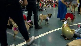 Pugs lineup for costume contest at Pug fest
