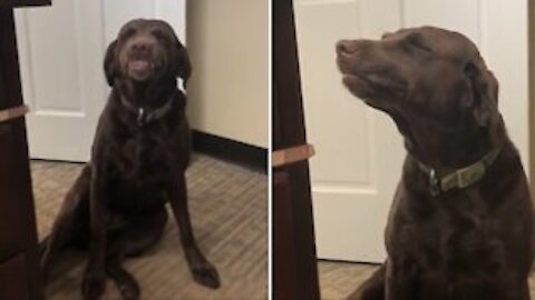 Extremely guilty dog can't hide her shame