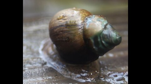 Snail Crawls Into the Water