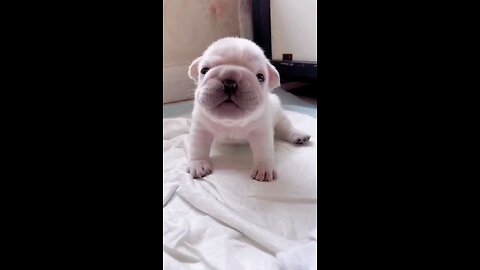 Chubby #chubby #cutepet #pet #cutepuppy #puppy #puppylove #cutedog #dog #doglove