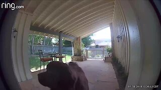 Newfoundland cries when he hears owner's voice through security camera