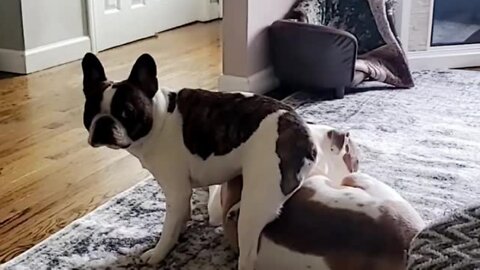 French Bulldog hilariously sits right on top of other dog