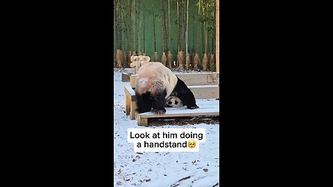 panda handstand