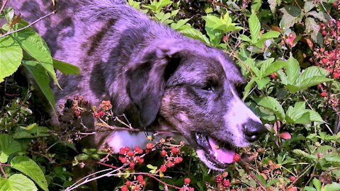 Dog Feasts On Wild Blackberries Right Off The Bushes