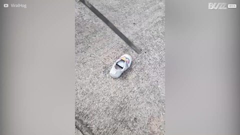 Cobra é encontrada dentro de sapato de criança