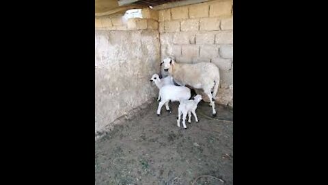 A sheep and her two daughters