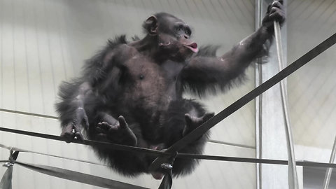 Crazy chimp bangs on glass, makes kid cry