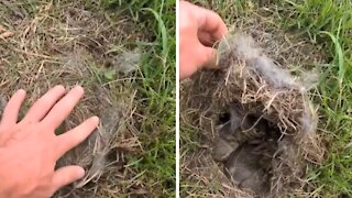 Thanks to wildlife documentaries, this guy saved these baby bunnies