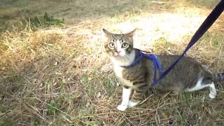 Cute Cat on a Stroll