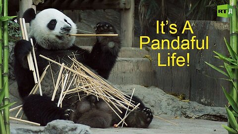 It's a Pandaful Life! | RT Documentary