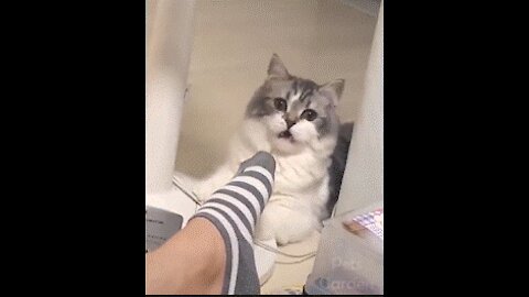 Funny and Cute Cat's Life 😺 Cats and Owners are the best friends Video