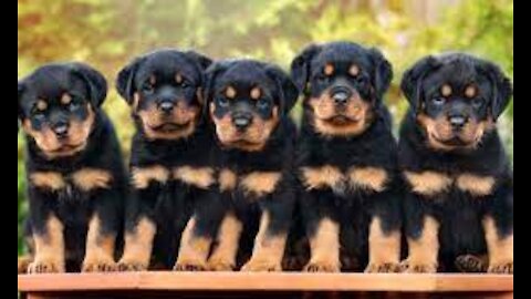 Rottweiler Dog Breed