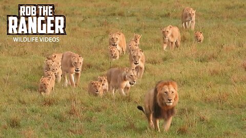 Lion Mega-Pride On The Move | Maasai Mara Safari | Zebra Plains