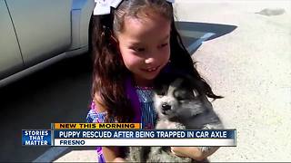 Puppy rescued from car's axle