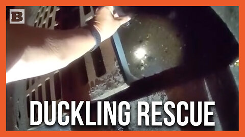 Police Save Ducklings After They Fell Down Grate, Reunite Them with Mom
