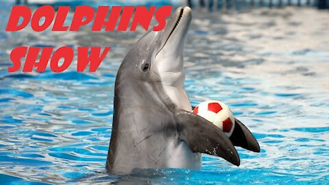 Dolphin Showtime