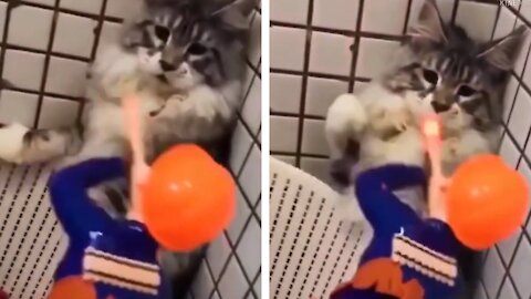 Funny cat beats toy soldier