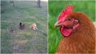 Gallina protegge i cuccioli dal cane