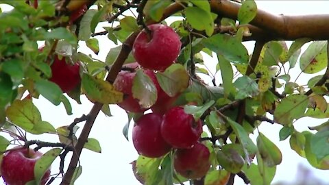 Thieves pluck $5,000 worth of Honeycrisp Apples from Niagara County farm