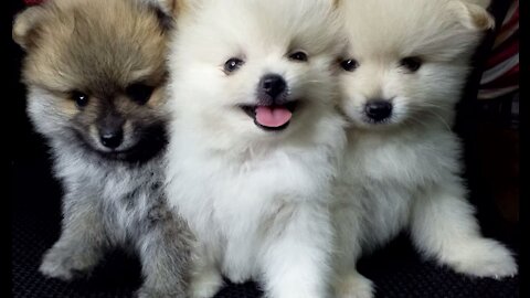 Mini Pomeranian Fluffy and Cute