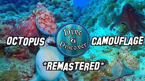 Camouflaged Octopus Changes Color, Texture And Shape In Front Of Camera