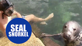Snorkeler is joined at a harbourside - by a SEAL
