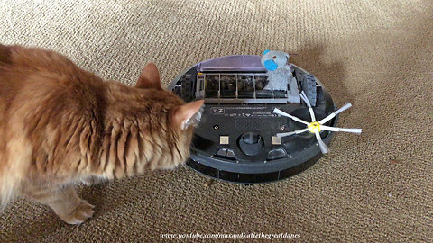 Cat Checks Out Toy Mouse Eaten By Robot Vacuum