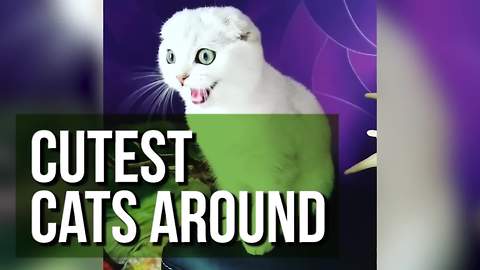 The Compilation Showcases The Cutest Cats Around!