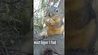 Squirrel Eating Nuts And Sound