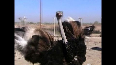 Massive Ostrich Farm