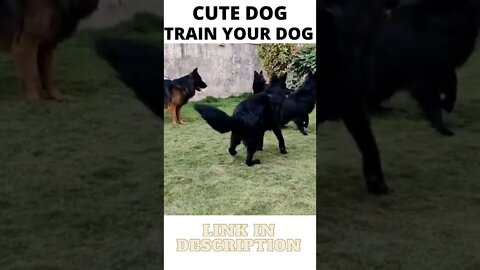 Beautiful German Shepherds - Black German Shepherds - ShortToon - #shorts