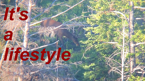 Summer Scouting for Elk 2023 - Compilation Video