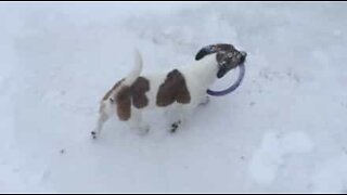 Hund der er begravet i sneen, er stædig om at finde sit legetøj
