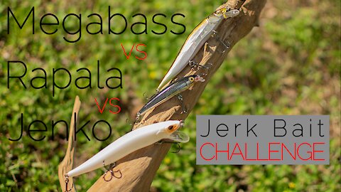 Jerk bait Fishing Challenge - Megabass VS Jenko VS Rapala