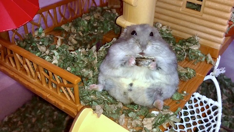 Hamster chills out in his homemade treehouse